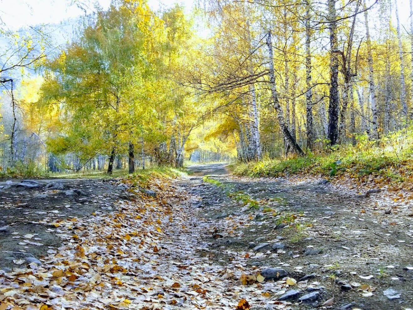 Kaindy Lake Sunken Forest Max From Almaty